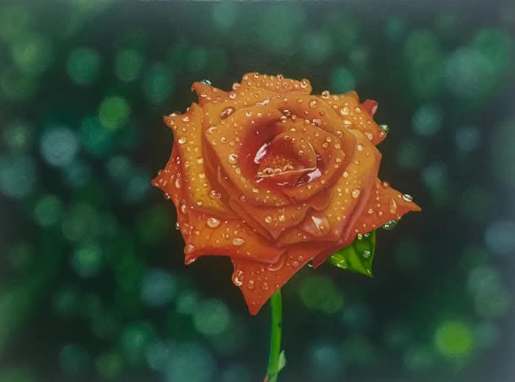 Pintura de una rosa anaranjada con gotas de agua sobre fondo verde oscuro